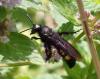 Scolia hirta hirta